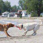 כלבים מושכים צעצוע של קונג safestix