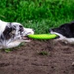 כלבים משחקים בפריזבי קיווי ווקר
