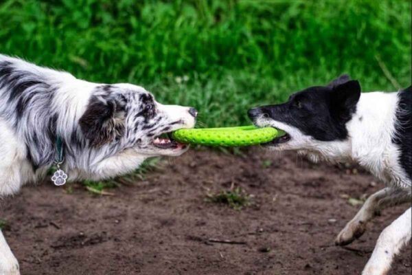 כלבי קולי משחקים בצלחת פריזבי ירוקה של KIWI WALKER