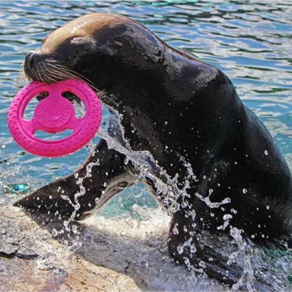 כלב ים משחק עם צלחת פריזבי של KIWI WALKER