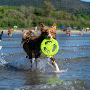 כלב רץ בים עם צלחת פריזבי בפה של KIWI WALKER