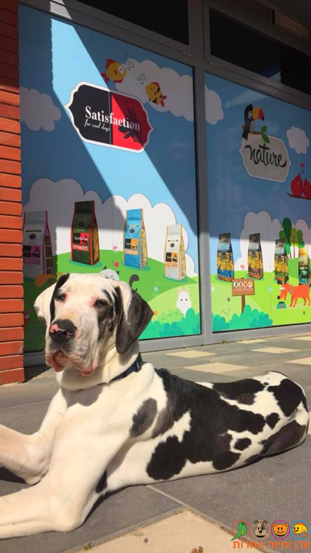 ברונו, כלב דני ענק שומר על החנות.