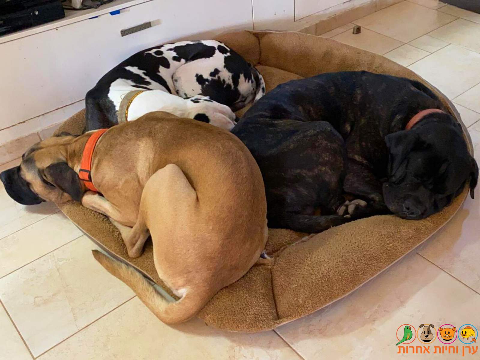 כלבים מגזע גדול ישנים ביחד על מיטת כלבים ענקית