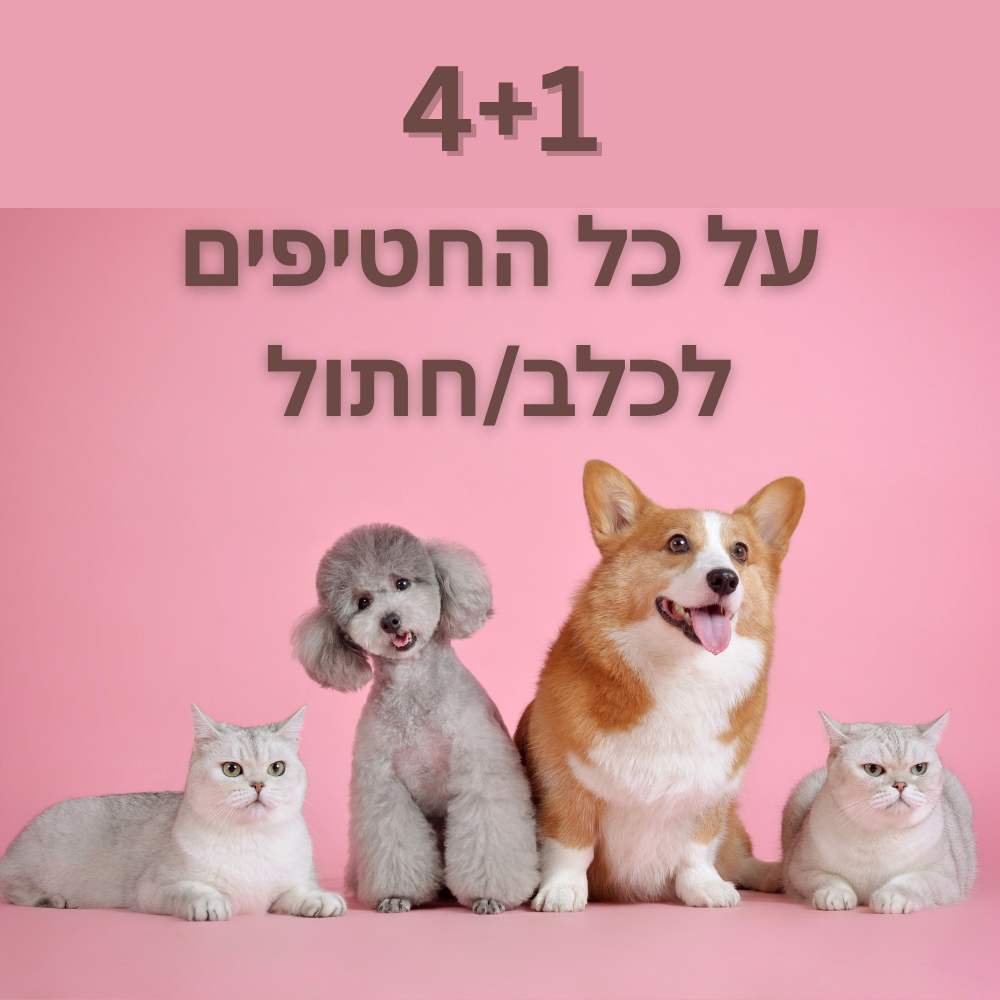 3+1 3+1